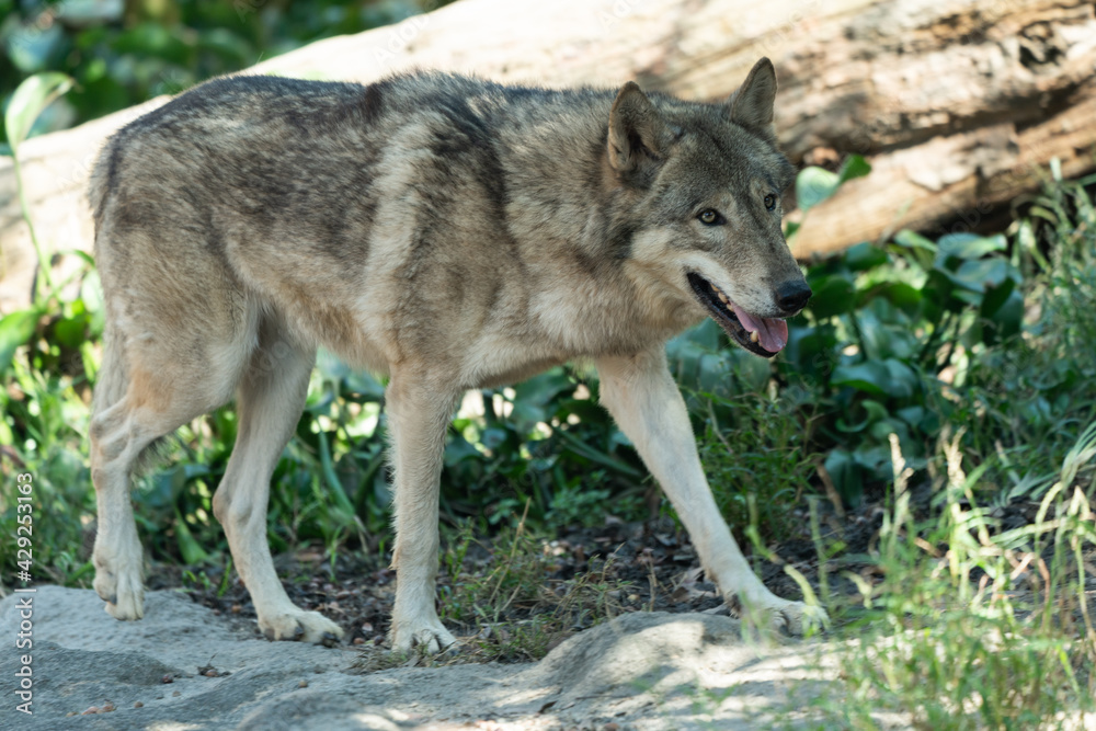 Timber wolf walking in the grass