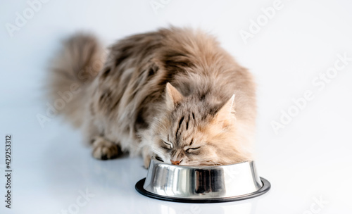 Foto Fluffy cat eating from bowl in light room