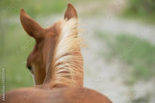 Foto Young horse close up with flaxen mane.