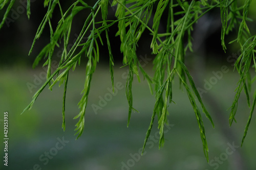 Deciduous tree leaves shows Mesquite leaf in natural Texas landscape close up.