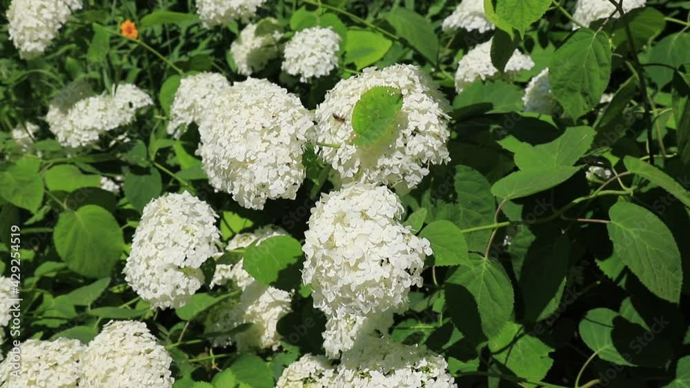 White romantic hydrangea flowers sway in the wind, close-up. Garden ornamental plant hydrangea White romantic hydrangea flowers sway in the wind, close-up. Garden ornamental plant hydrangea