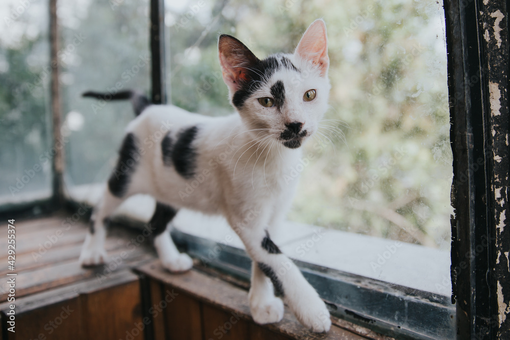 White cat with black dots walking White cat with black dots walking