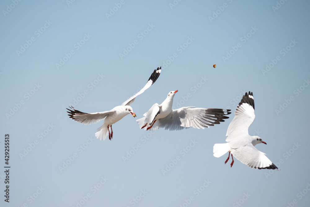 Seagull flying in the sky at Bang Pu Recreation Center Thailand.