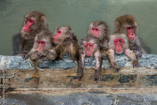 Foto group of monkeys in onsen