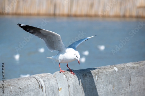 Seagull at Bang Pu Recreation Center Thailand.