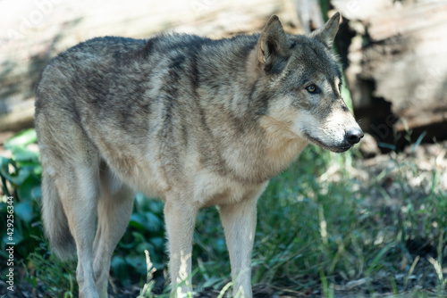 Timber wolf walking in the grass