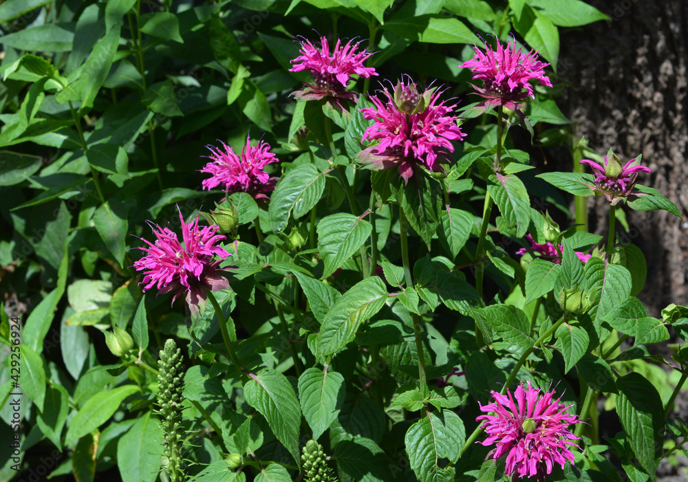 Fototapeta premium A close-up on a blooming Monarda didyma, crimson beebalm, scarlet monarda on a flowerbed in spring. Beautiful pink monarda flowers.