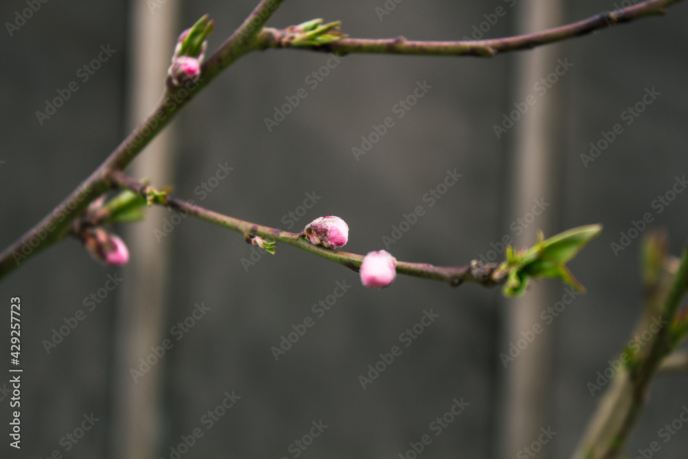 Peach flowers blooming in the peach grove in spring. Blooming branch of the fruit tree Peach flowers blooming in the peach grove in spring. Blooming branch of the fruit tree
