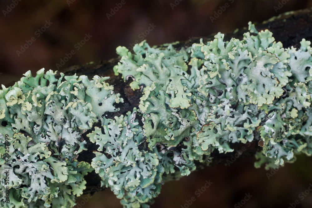 Hypogymnia physodes (monk's-hood lichen) lichen on tree branch closeup selective focus