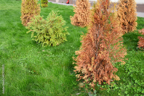 Obraz na płótnie Brown, dead arborvitae trees, thuja on a green lawn