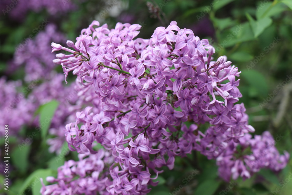 Bright purple lilac. Flowers in spring. Nice weather. Flowering in summer. The sun is shining. Beautiful lilac flowers bloomed. Spring mood Bright purple lilac. Flowers in spring. Nice weather. Flowering in summer. The sun is shining. Beautiful lilac flowers bloomed. Spring mood