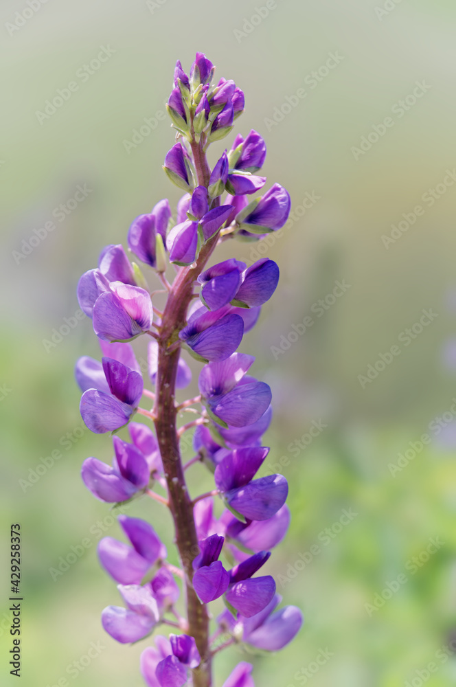 Purple-pink flower with soft natural background 