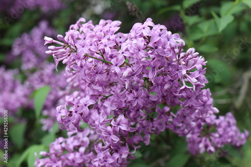 Bright purple lilac. Flowers in spring. Nice weather. Flowering in summer. The sun is shining. Beautiful lilac flowers bloomed. Spring mood