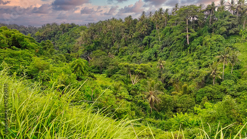 Bali jungle