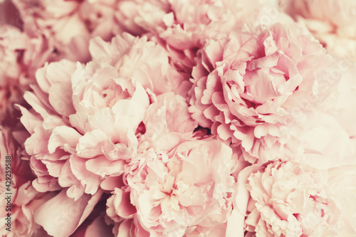 Fluffy pink peonies flowers background in retro style