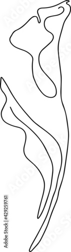 Vector one line illustration of calla flower.