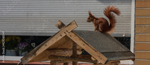 Eichhörnmchen am Vogelhaus, Tiere füttern photo