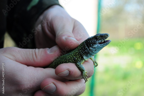 European green lizard Lacerta Viridis caught in human hands. Head of lizard with open mouth and brown eye looking into camera