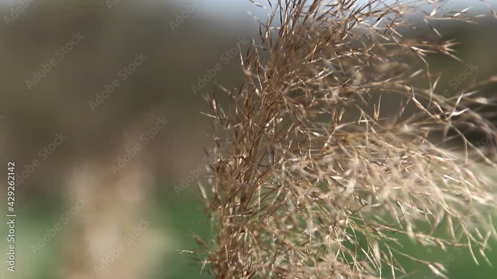 Detail of dry high grass with blured background Detail of dry high grass with blured background