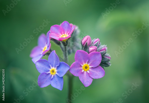Forget-me-not flowers / Myosotis alpestris