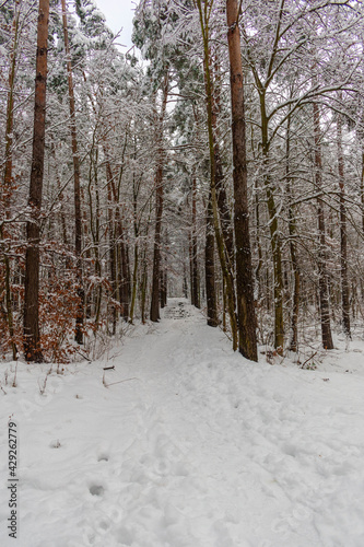 forest in winter