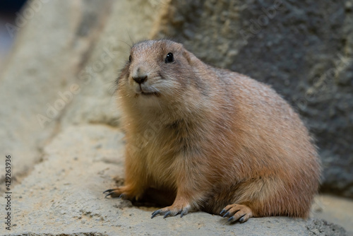 Black-tajled prairie dog living with family