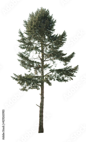 Cutout Spruce tree isolated on white background