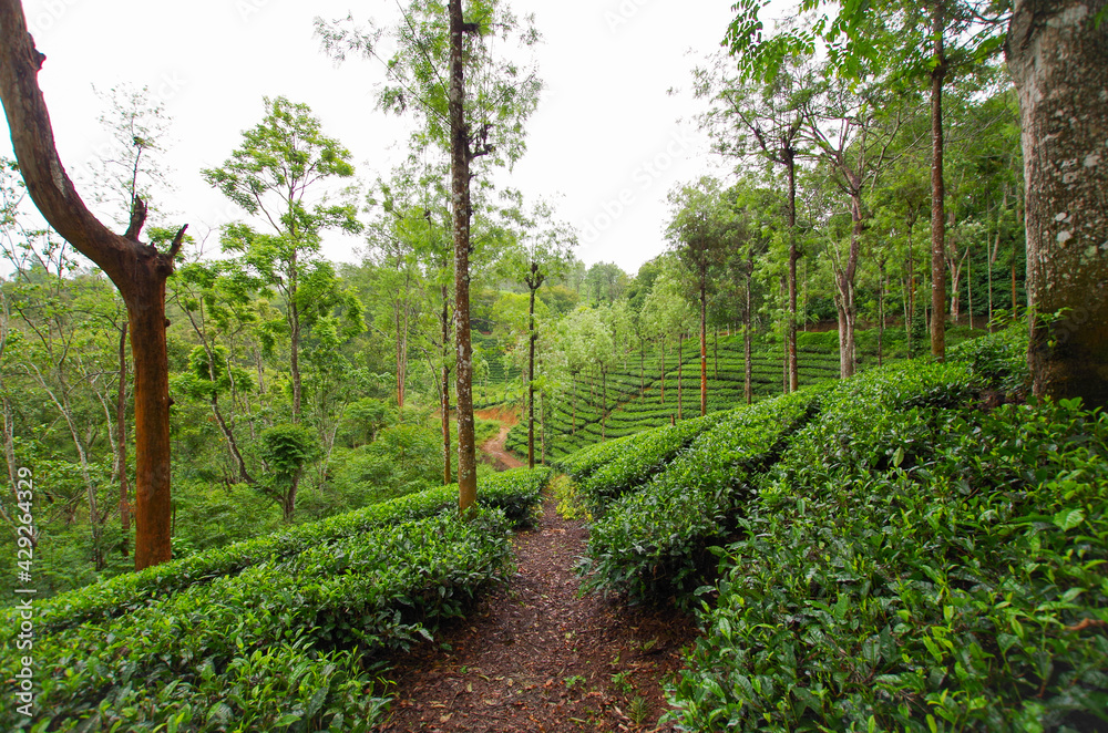 Indian Tea Plantage