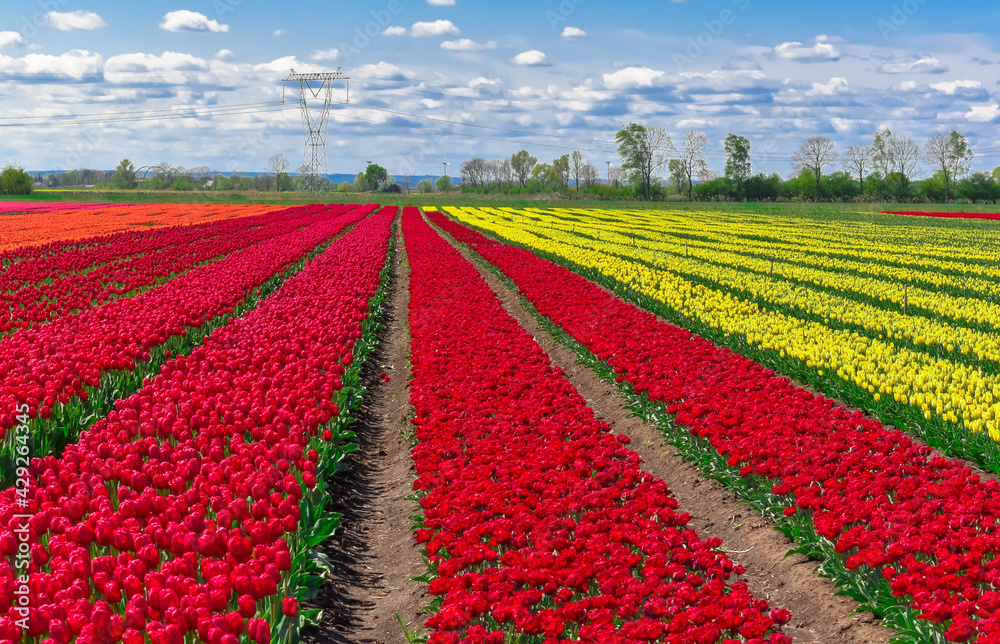 field of tulips field of tulips
