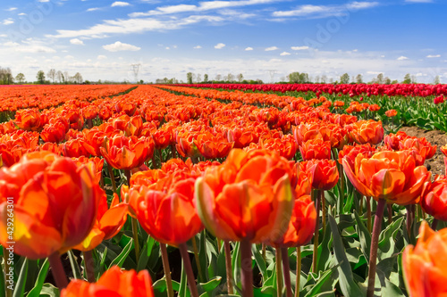 red and yellow tulips