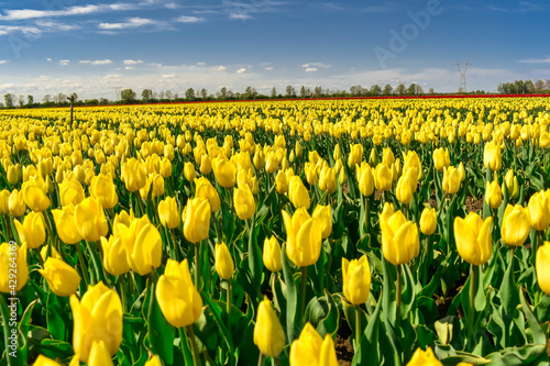 field of yellow tulips