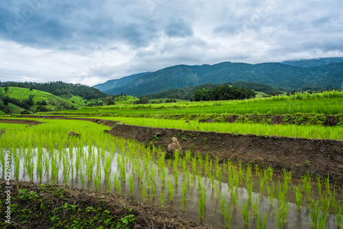Paddy Rice Field Plantation Landscape with Mountain View Background