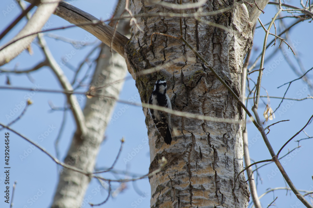 A Female Downy Woodpecker on a Tree