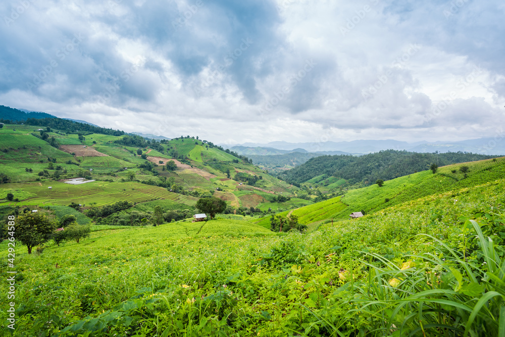 Corn farm plantation on hill landscape with Mountain View background Corn farm plantation on hill landscape with Mountain View background