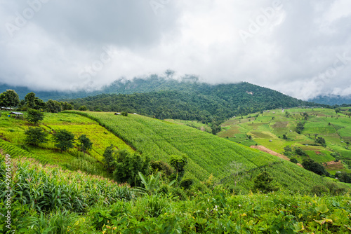 Corn farm plantation on hill landscape with Mountain View background