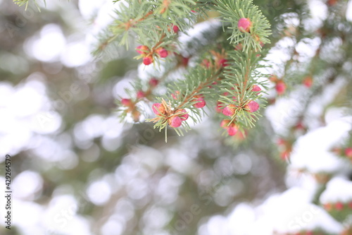 christmas branches spruce  fruit spruce  red fruit snow in spring spruce. 