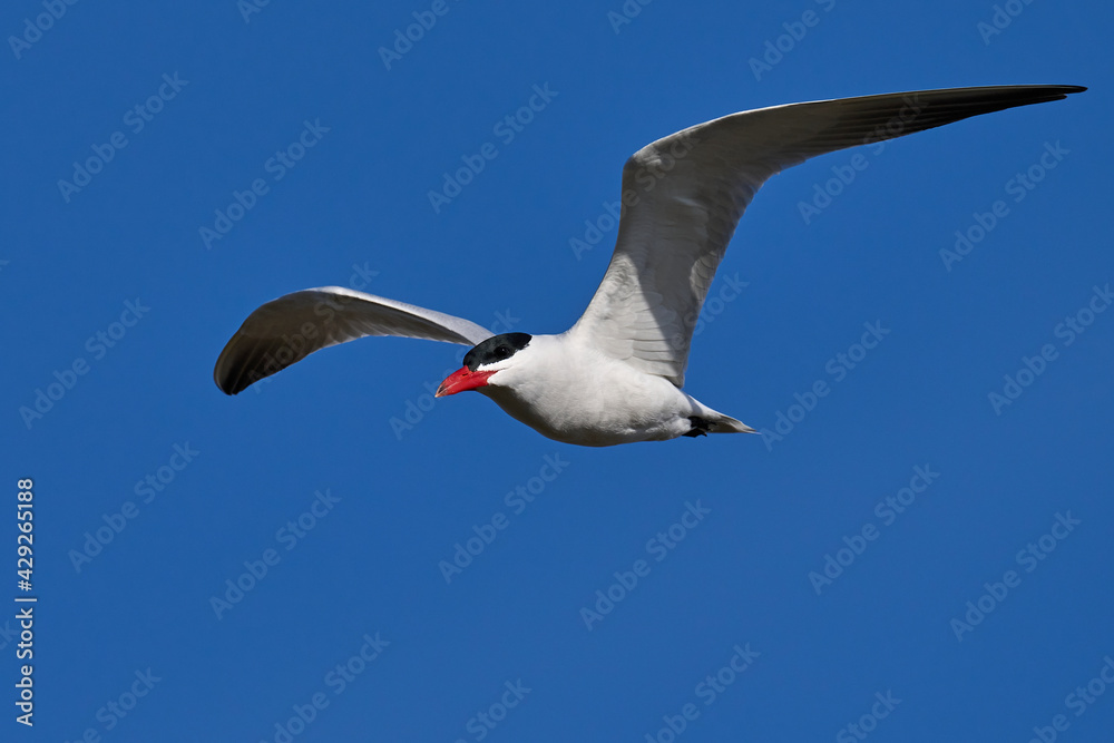 Obraz premium Caspian tern (Hydroprogne caspia)
