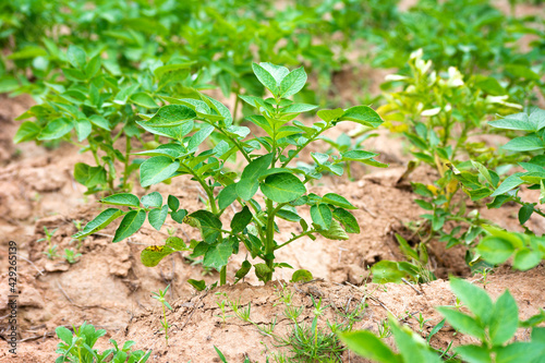 Young potato plant growing on the soil. Natural outdoor background.