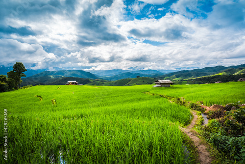 Paddy Rice Field Plantation Landscape with Mountain View Background