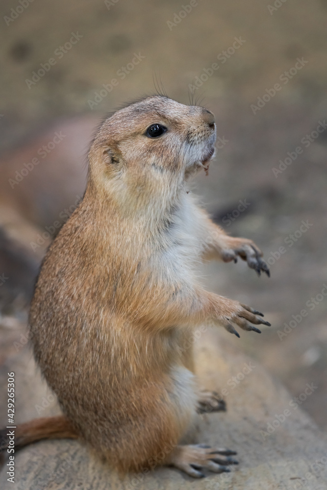 Fototapeta premium Black-tajled prairie dog living with family