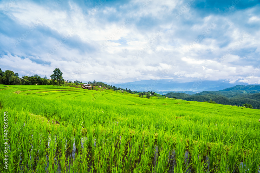 Naklejka premium Paddy Rice Field Plantation Landscape with Mountain View Background