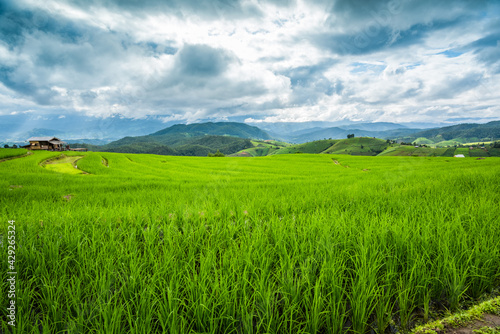 Paddy Rice Field Plantation Landscape with Mountain View Background