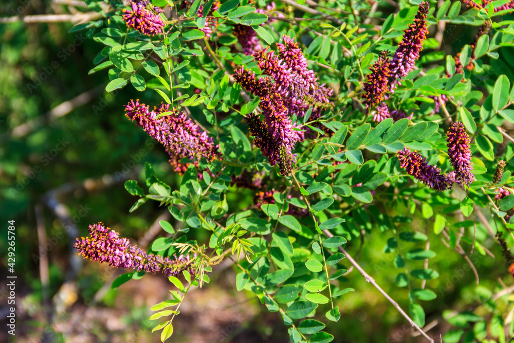 Amorpha fruticosa - purple flowering plant, known by several names - desert false indigo, false indigo-bush and bastard indigobush Amorpha fruticosa - purple flowering plant, known by several names - desert false indigo, false indigo-bush and bastard indigobush