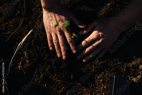Planting a plant in soil