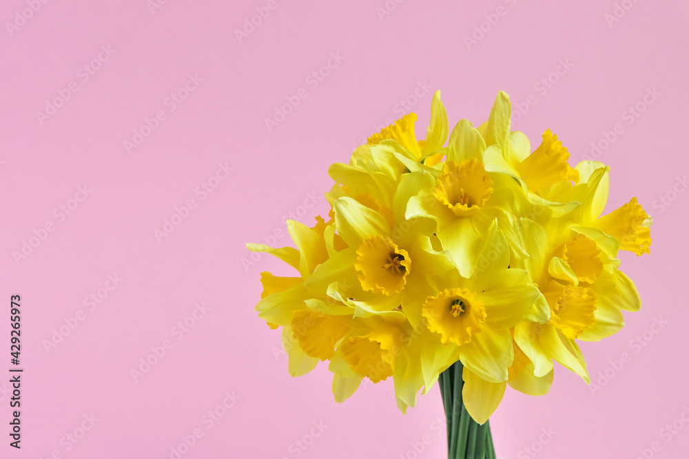 bouquet of yellow daffodils on a pink background