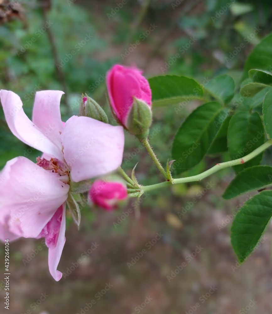 Obraz premium tree blossom