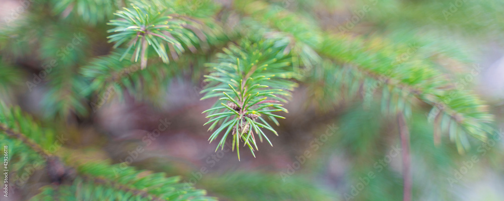 spruce branch with green needles, close up spruce branch with green needles, close up