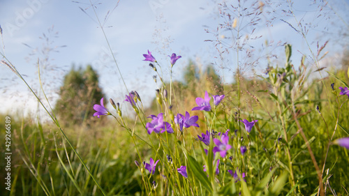 Fototapeta Naklejka Na Ścianę i Meble -  campanula. Summer wildflowers. Purple flowers bells in the meadow. Blooming meadow