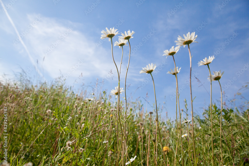 Camomiles field against the blue sky. White wildflowers on a clear day. Camomiles field against the blue sky. White wildflowers on a clear day.