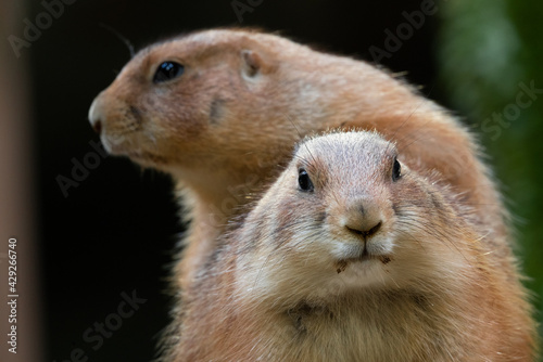 Black-tajled prairie dog living with family © exs